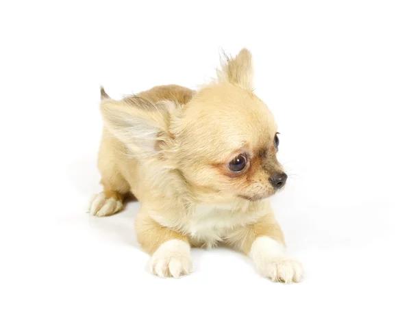 Cachorro chihuahua pequeño — Foto de Stock
