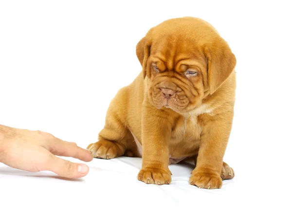 stock image Bordeaux dog puppy