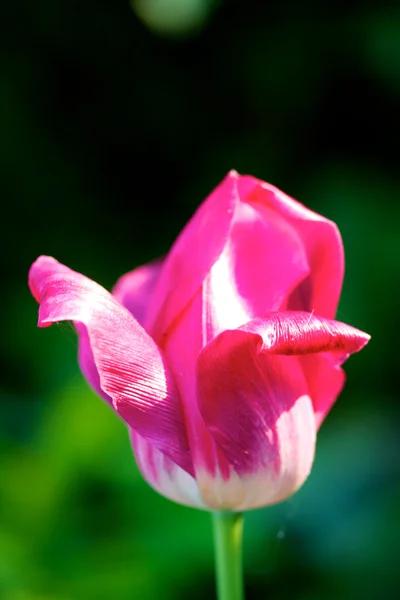 Tulipano lucente — Foto Stock