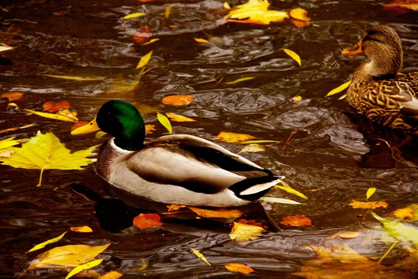 Маллардская утка на озере — стоковое фото