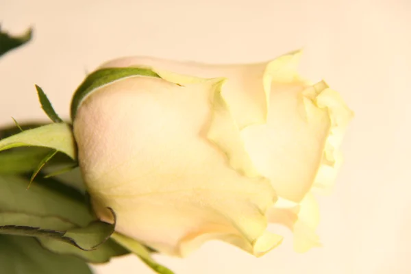 Яркая роза — стоковое фото