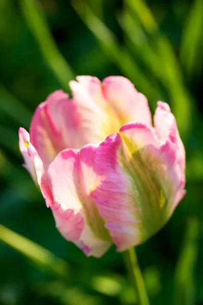 Světlé Tulipán — Stock fotografie