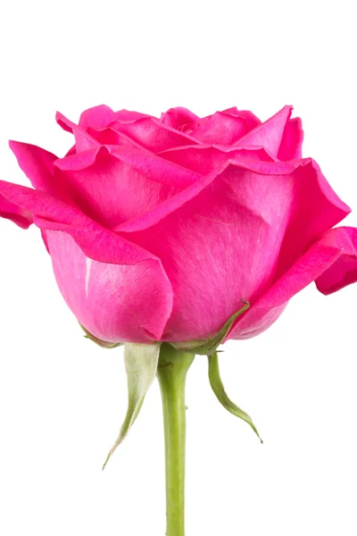 One flower pink roses — Stock Photo, Image