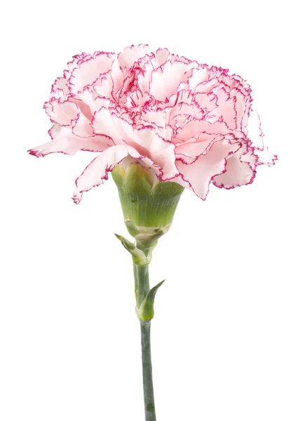 Gyönyörű rózsaszín szegfű — Stock Fotó