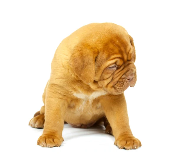 Bordeaux dog puppy — Stock Photo, Image