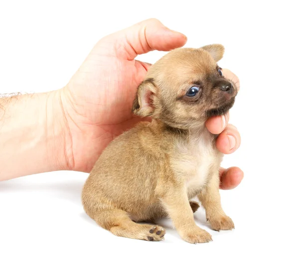 Roliga valp chihuahua poser — Stockfoto