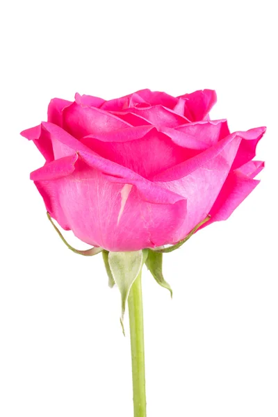 一朵花粉色玫瑰 — 图库照片