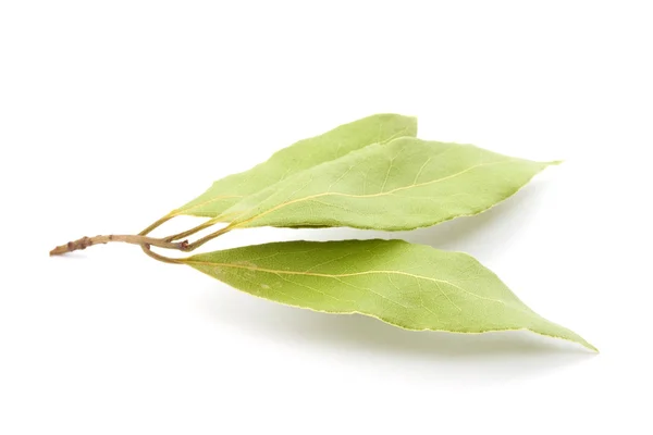 Лорел листья изолированы на белом — стоковое фото