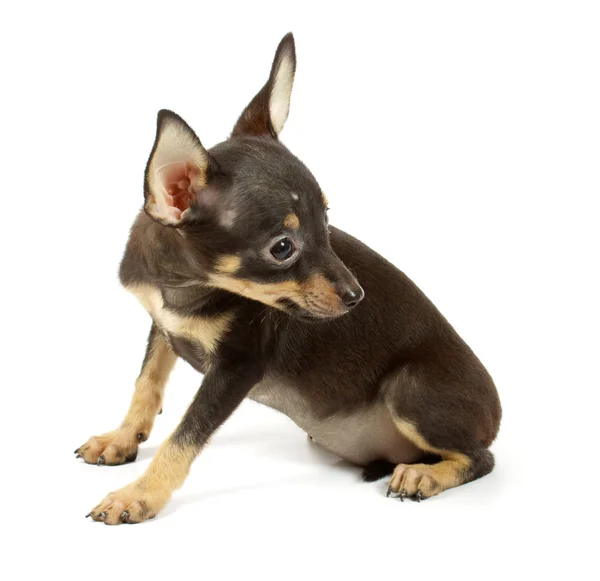 Cachorro chihuahua pequeño —  Fotos de Stock