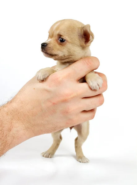 Cachorro divertido Chihuahua posa — Foto de Stock