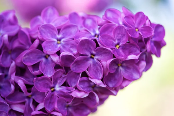 stock image Fragrant lilac bush in the spring garden