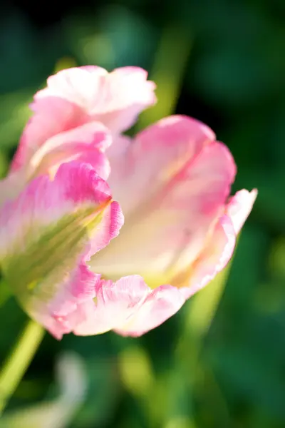 Яркий тюльпан — стоковое фото