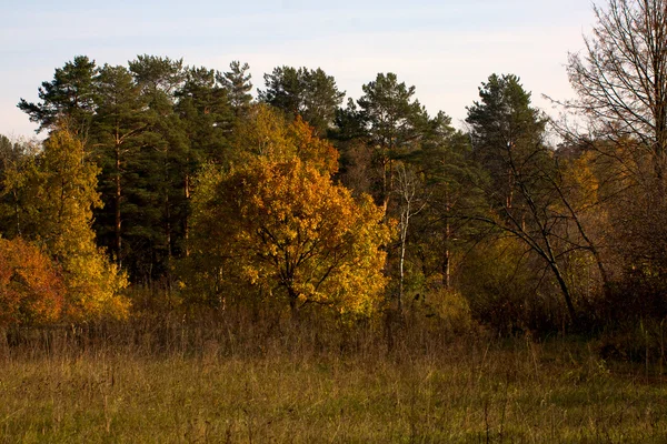 美しい風景です。フィールドと森の端 — ストック写真