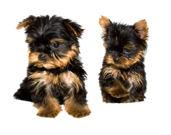 Yorkshire terrier yavrusu