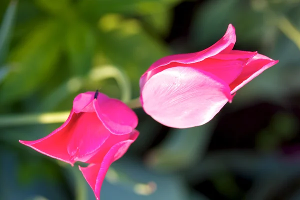 Tulipa brilhante — Fotografia de Stock