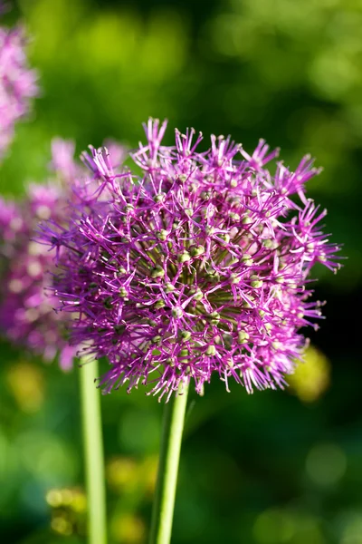 Close up of the flowers of some Chives — Stock Photo, Image