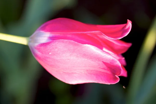 Tulipa brilhante — Fotografia de Stock