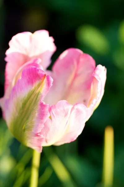 Bright Tulip — Stock Photo, Image