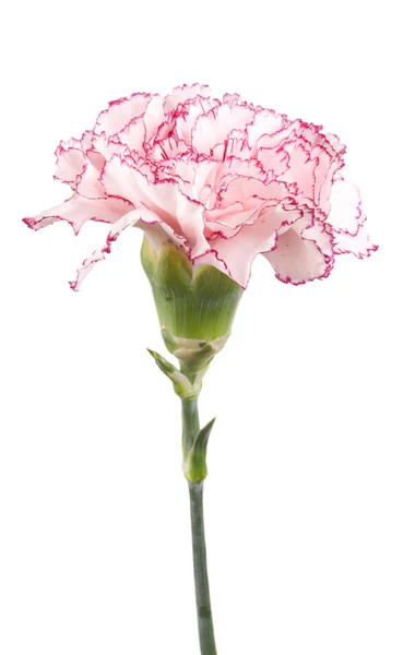 Krásný růžový karafiát — Stock fotografie