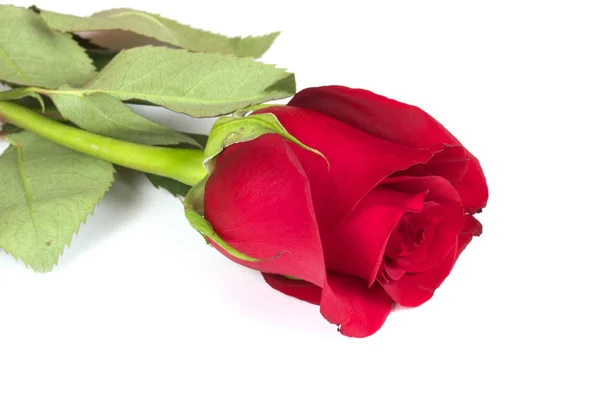 Izolált vörös rózsa — Stock Fotó