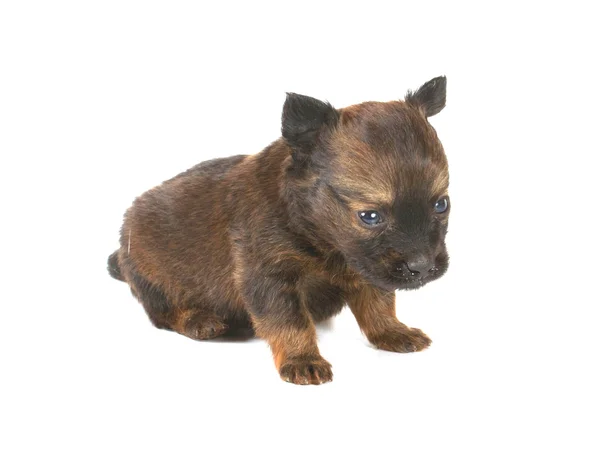 Legrační štěně čivava pózy — Stock fotografie