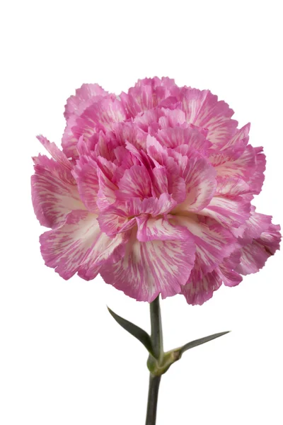 Красивая розовая гвоздика — стоковое фото