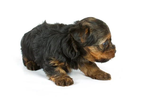 Cute pretty Yorkshire terrier puppy dog sitting. isolated — Stock Photo, Image