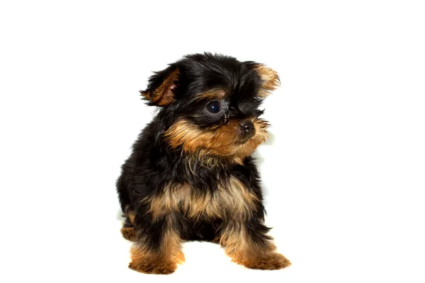 Puppy van de Terriër van Yorkshire — Stockfoto