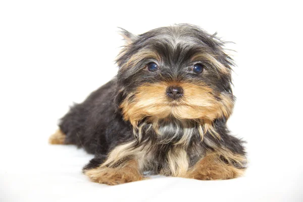 Pupyy Yorkshire Terrier — Zdjęcie stockowe