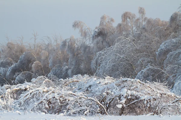 Hermoso bosque de invierno —  Fotos de Stock