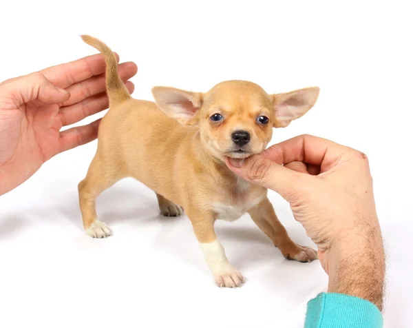 Chihuahua filhote de cachorro no estúdio — Fotografia de Stock