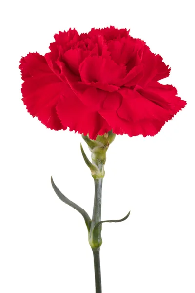 Beautiful red carnation on a white background — Stock Photo, Image