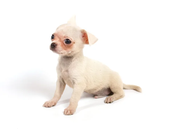 Chihuahua szczeniaka w studio — Zdjęcie stockowe