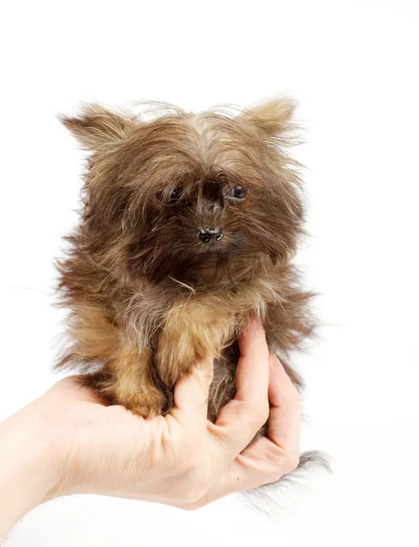Chihuahua puppy in studio — Stockfoto