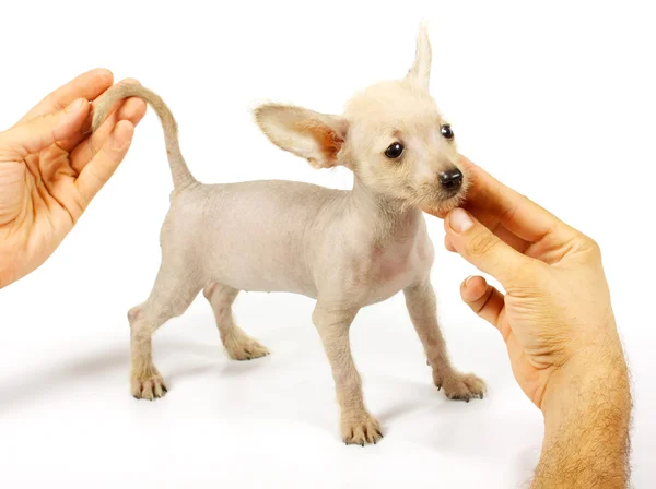 สุนัข Crested จีน — ภาพถ่ายสต็อก