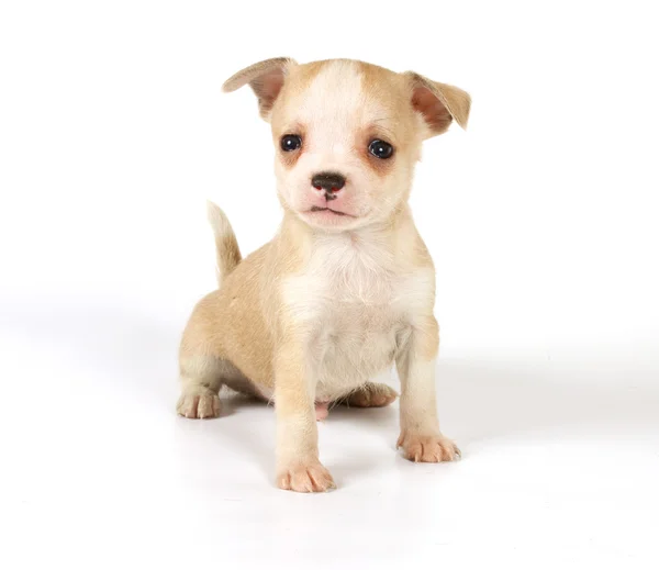 Lustige Welpen-Chihuahua-Posen — Stockfoto