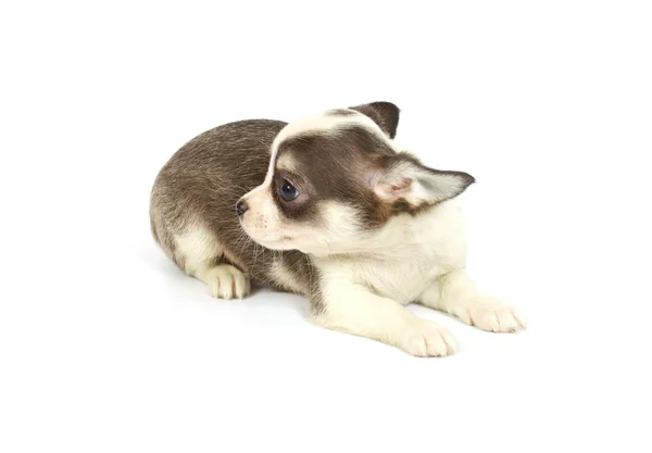 Küçük chihuahua yavrusu — Stok fotoğraf