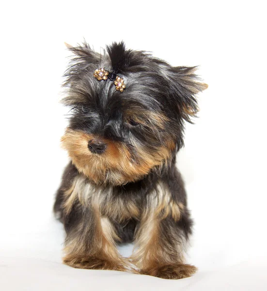 Pupyy-Yorkshire-terrier — Stockfoto