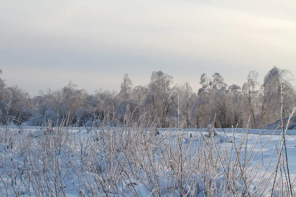 Kaunis talvi metsä — kuvapankkivalokuva