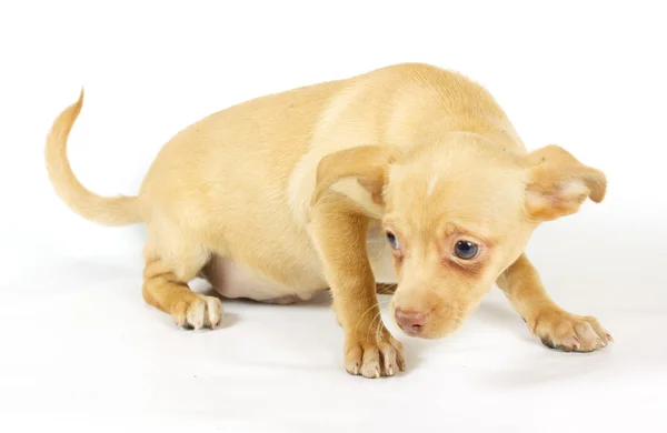Kleiner Chihuahua-Welpe lizenzfreie Stockfotos