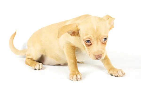 Pequeno cachorro chihuahua Fotografia De Stock
