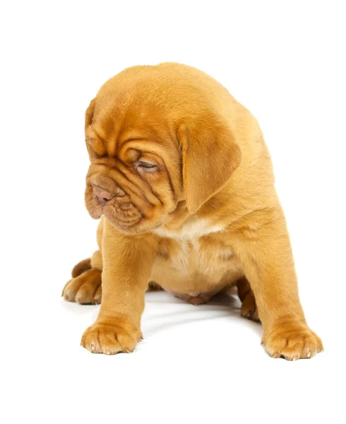 Bordeaux dog puppy Stock Picture