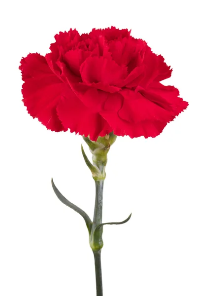 Red carnation Stock Photos, Royalty Free Red carnation Images ...