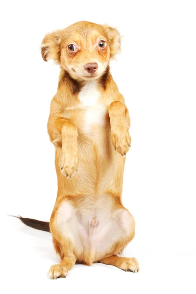 Grappige pup chihuahua poses Rechtenvrije Stockafbeeldingen