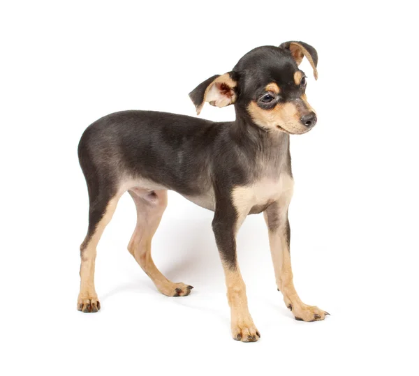 Funny puppy Chihuahua poses Stock Picture