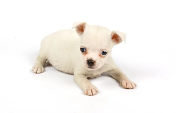 Small chihuahua puppy Royalty Free Stock Images