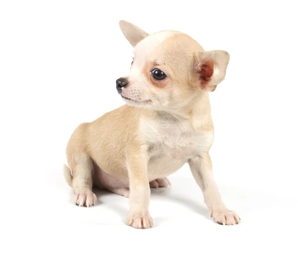 面白い子犬チワワ ポーズ ロイヤリティフリーのストック画像