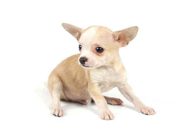 面白い子犬チワワ ポーズ ロイヤリティフリーのストック写真