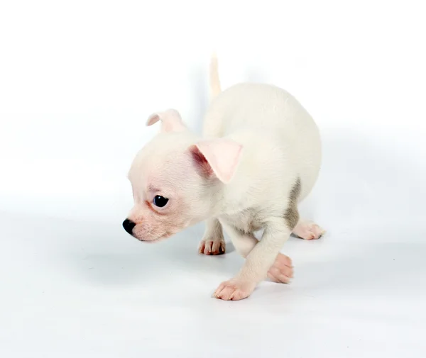 Funny puppy Chihuahua poses Royalty Free Stock Images