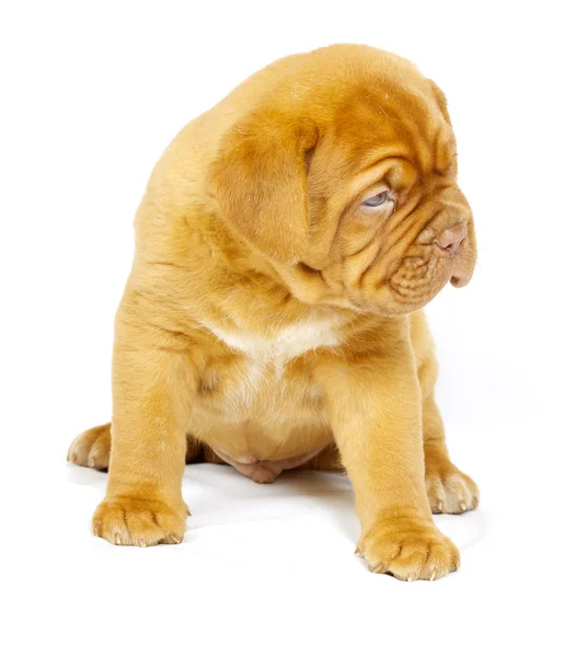 Bordeaux dog puppy Stock Photo